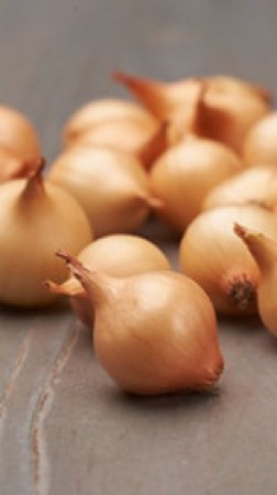 Лук-севок (выборок) Штуттгартер ризен (21-24мм)