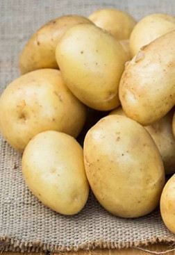 Картофель семенной Королева Анна