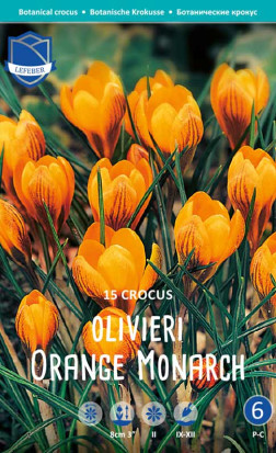 Крокусы olivieri Orange Monarch (Lefeber)