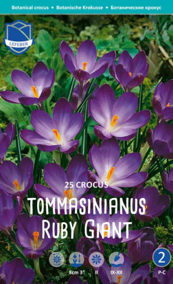 Крокусы tommasinianus Ruby Giant (Lefeber)