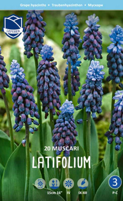 Мускари latifolium (Lefeber)