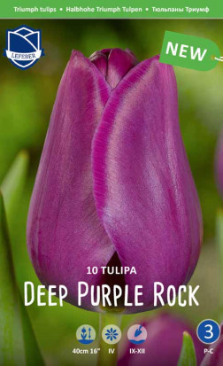Тюльпаны Deep Purple Rock (Lefeber)