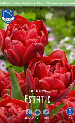 Тюльпаны Estatic (Lefeber)