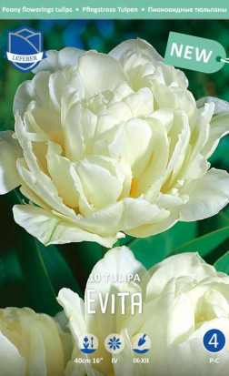 Тюльпаны Evita (Lefeber)