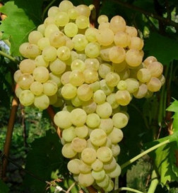 Саженец винограда КишМиш №342 в контейнере (2 года) (П)