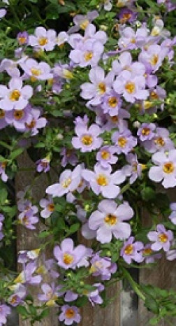 Рассада бакопы микс в конт. Р9 (ЗГ)