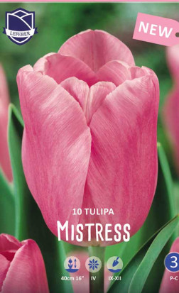 Тюльпаны Mistress (Lefeber)