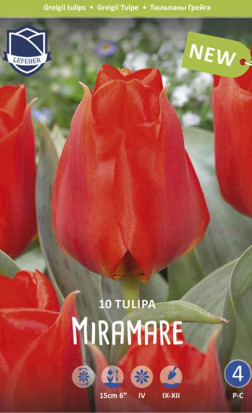 Тюльпаны Miramare (Lefeber)