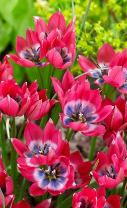 Тюльпаны humilis Little Beauty (Lefeber)