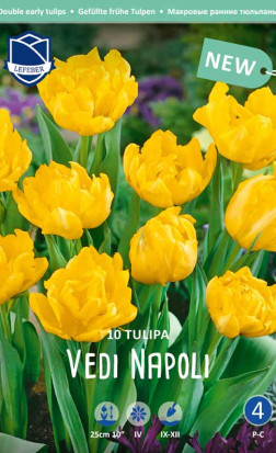 Тюльпаны Vedi Napoli (Lefeber)