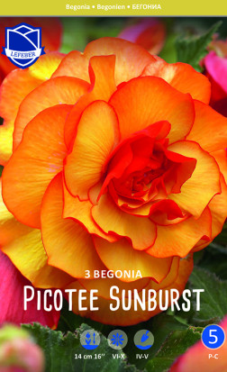 Бегония Picotee Sunburst (Lefeber)
