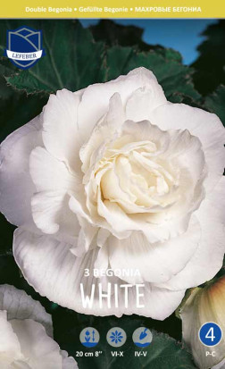 Бегония Double White (Lefeber)
