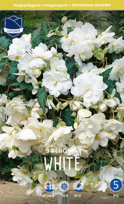 Бегония Pendula White (Lefeber)