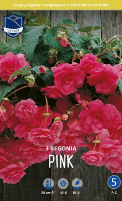 Бегония Pendula Pink (Lefeber)