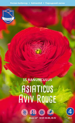 Ранункулус asiaticus Aviv Rouge (Lefeber)