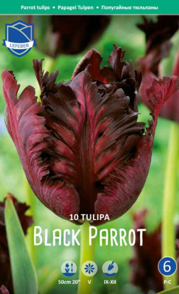 Тюльпаны Black Parrot (Lefeber)