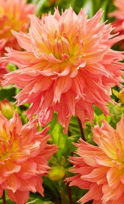 Георгина Omega (Lefeber)