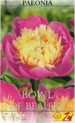 Пион Bowl of Beauty (Lefeber)