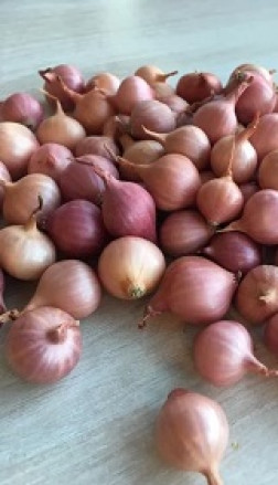 Лук-севок Кривичский розовый (10-21мм)
