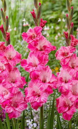 Гладиолус Hugo (Lefeber)