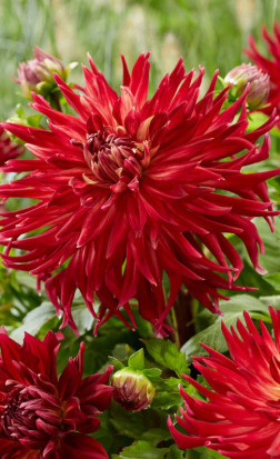 Георгина Manhattan Island (Lefeber)