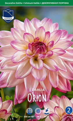 Георгина Orion (Lefeber)