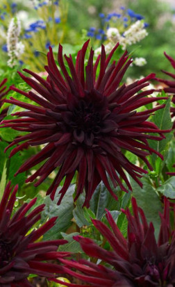 Георгина Nuit d'Ete (Lefeber)