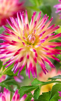 Георгина Tahiti Sunrise (Lefeber)