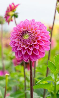 Георгина Pink Pop (Lefeber)