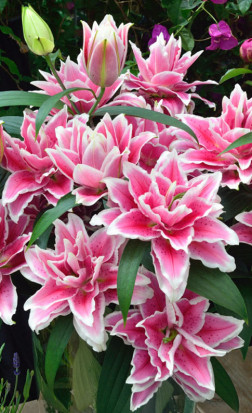 Лилия double Roselily Samantha (Lefeber)