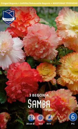 Бегония Ruffled Samba (Lefeber)