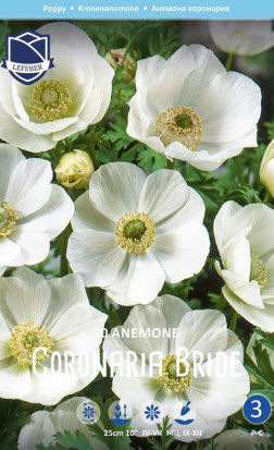 Анемона coronaria Bride (Lefeber)