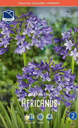 Агапантус africanus (Lefeber)