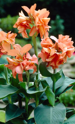 Канна Tropical Sunrise (Lefeber)