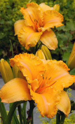 Хемерокаллис Colonel Mustard (Lefeber)