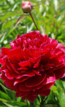 Пион Red Bernhardt (Lefeber)