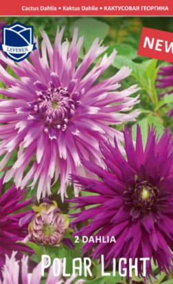 Георгина Polar Light (Combi packs) (Lefeber)