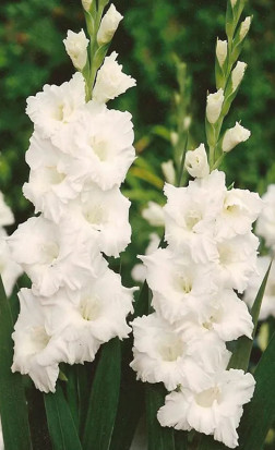 Гладиолус Serena (Lefeber)