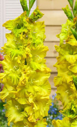 Гладиолус Blitz Fusion (Lefeber)