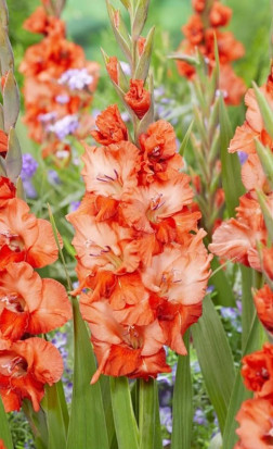 Гладиолус Flaming Sunset (Lefeber)