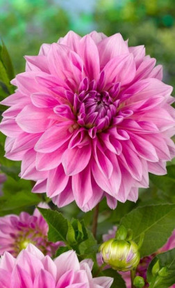 Георгина Lavender Perfection (Lefeber)