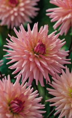 Георгина Preference (Lefeber)