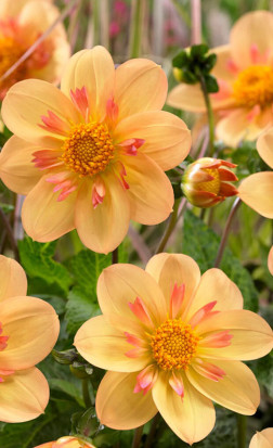 Георгина Kelsey Anna Joy (Lefeber)