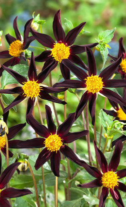 Георгина Verrone's Obsidian (Lefeber)