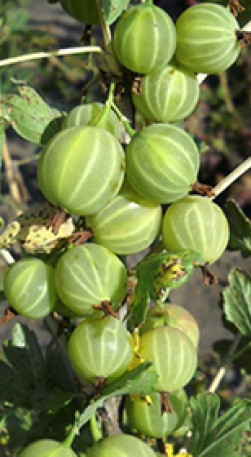 Саженец крыжовника Берилл, ОКС (П)