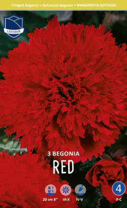 Бегония Fimbriata Red (Lefeber)