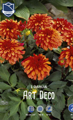 Георгина Art Deco (Lefeber)