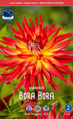 Георгина Bora Bora (Lefeber)