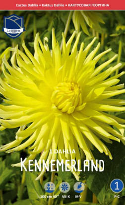 Георгина Kennemerland (Lefeber)