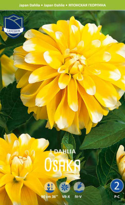 Георгина Osaka (Lefeber)